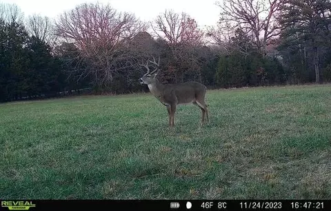 000 State Highway T, Branson, MO 65616 photo 32