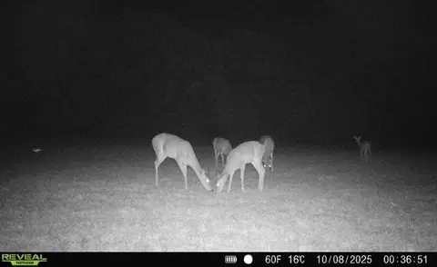 000 State Highway T, Branson, MO 65616 photo 29