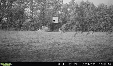 000 State Highway T, Branson, MO 65616 photo 34