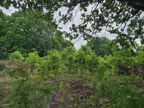 tbd N 325, Ava, MO 65608 photo 3