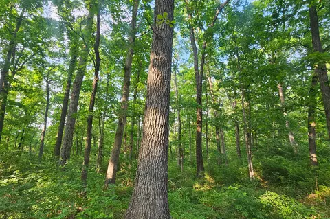 Other - 995 Badger Rd, Oldfield, MO 65720 photo 43 of 48