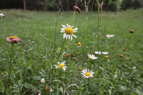 000 E Valley Water Mill Rd, Springfield, MO 65803 photo 26