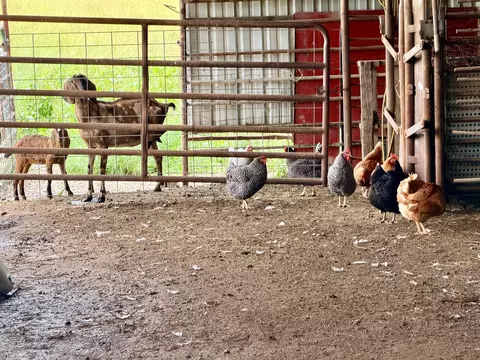 Other - 121 S Marshfield Rd, Bruner, MO 65620 photo 23 of 41