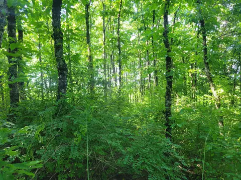 000 Highway Uu And Merritt Rd, Chadwick, MO 65629 photo 22