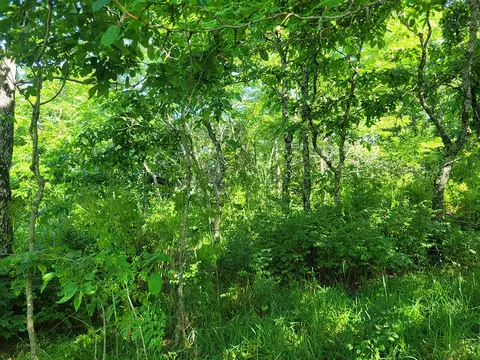 000 Highway Uu And Merritt Rd, Chadwick, MO 65629 photo 21