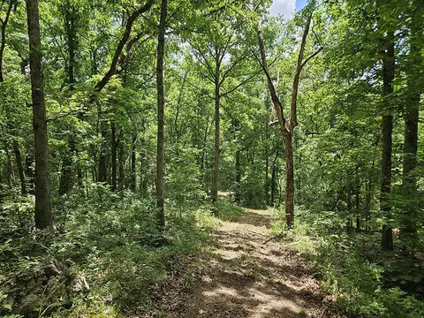 00 Forest Road 7989, Plato, MO 65552 photo 5