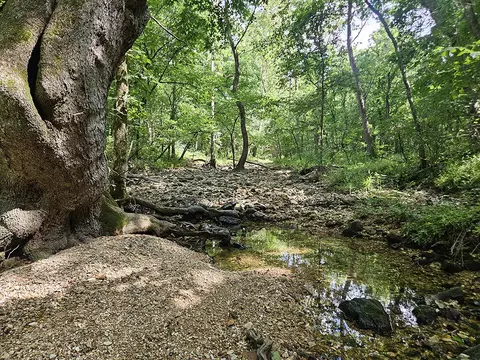 00 Forest Road 7989, Plato, MO 65552 photo 36