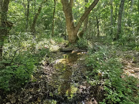 00 Forest Road 7989, Plato, MO 65552 photo 38