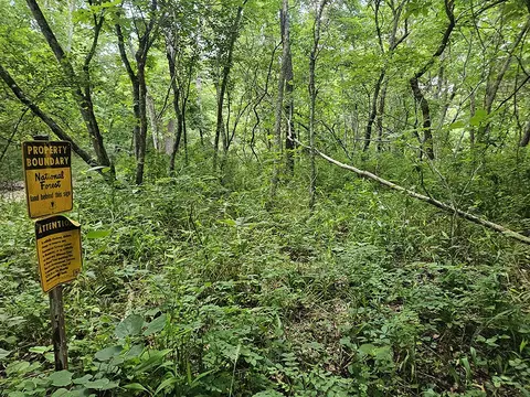 00 Forest Road 7989, Plato, MO 65552 photo 2