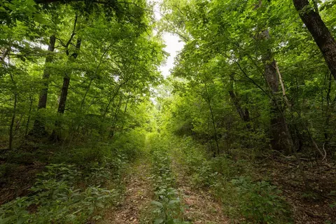 000 County Road Dd 447, Chadwick, MO 65629 photo 42