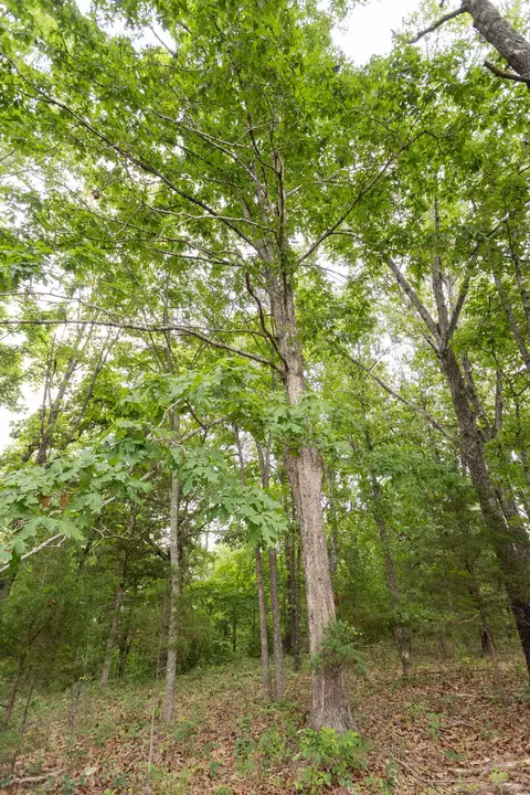 000 County Road Dd 447, Chadwick, MO 65629 photo 75