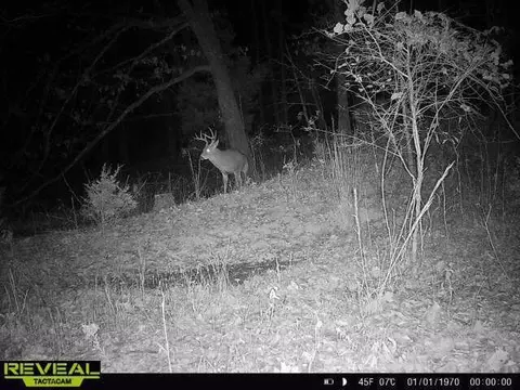000 County Road Ff-459, Birch Tree, MO 65438 photo 19