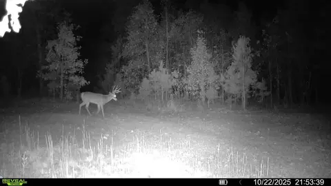 000 County Road Ff-459, Birch Tree, MO 65438 photo 34