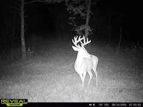 000 County Road Ff-459, Birch Tree, MO 65438 photo 28