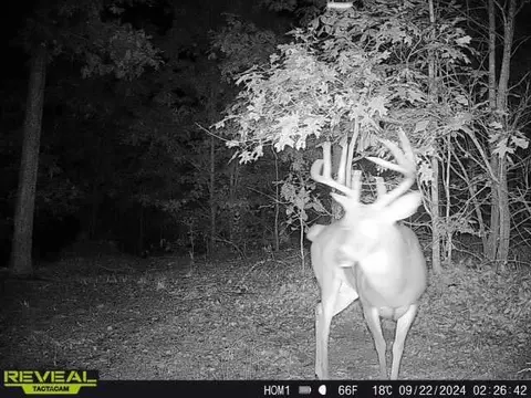 000 County Road Ff-459, Birch Tree, MO 65438 photo 41
