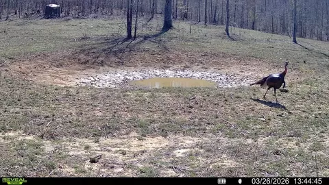 000 County Road Ff-459, Birch Tree, MO 65438 photo 13