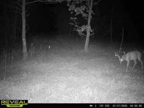 000 County Road Ff-459, Birch Tree, MO 65438 photo 26