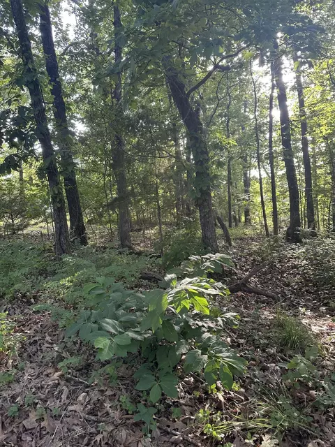 tbd Center Rd, Ozark, MO 65721 photo 5