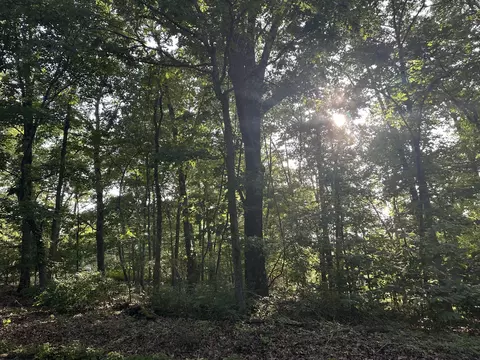 tbd Center Rd, Ozark, MO 65721 photo 3