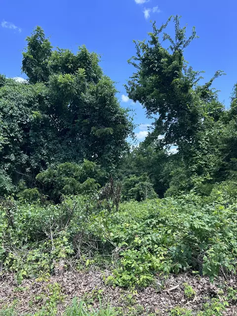 000 Mcdonald Pl #TRACT 2 QUAIL TRAILS, Shell Knob, MO 65747 photo 5