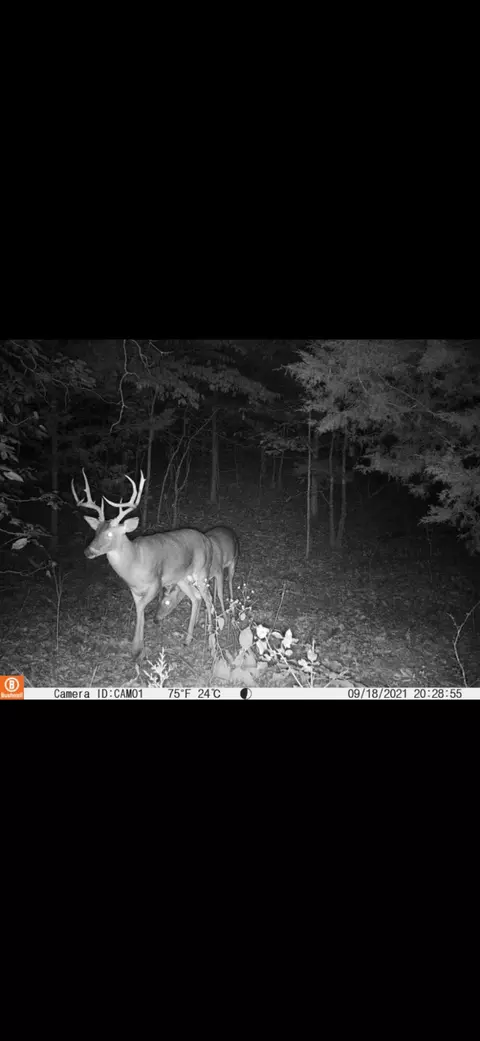 Other - 19716 St Hwy N, Squires, MO 65755 photo 20 of 22