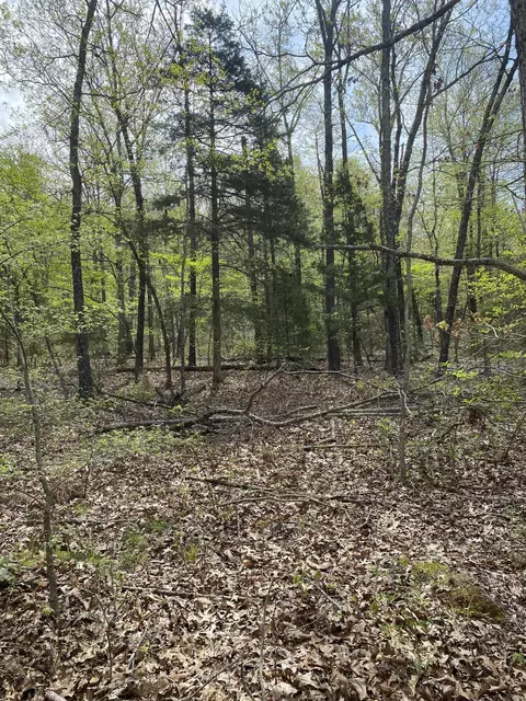 Other - 3365 County Road 153, Gainesville, MO 65655 photo 10 of 15