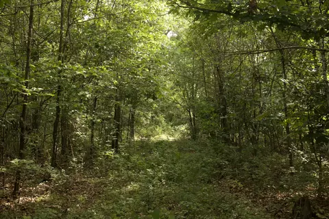 8305 Farm Road 1120, Purdy, MO 65734 photo 74