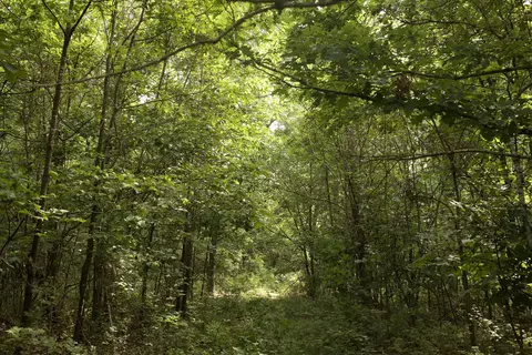 8305 Farm Road 1120, Purdy, MO 65734 photo 75