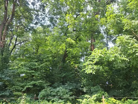 000 Reindeer Rd, Granby, MO 64844 photo 3