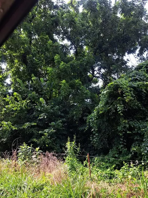 000 Reindeer Rd, Granby, MO 64844 photo 2