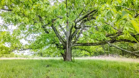 5558 Mo 142, Thayer, MO 65791 photo 26
