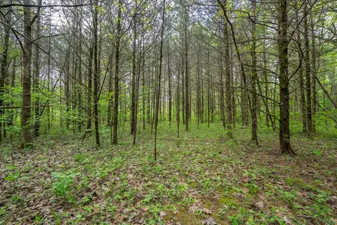 000 County Road 817, Gainesville, MO 65655 photo 17