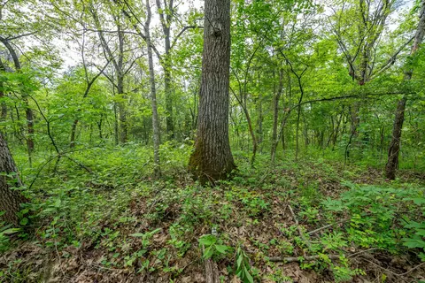 000 County Road 817, Gainesville, MO 65655 photo 10
