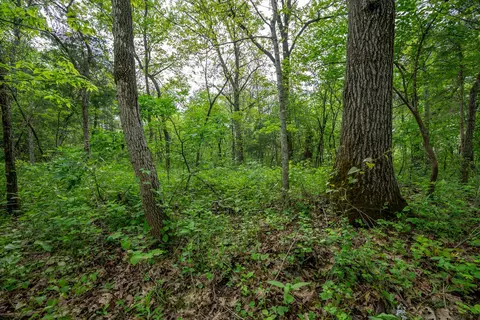 000 County Road 817, Gainesville, MO 65655 photo 12