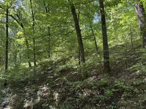 000 County Road 179, Dora, MO 65637 photo 1