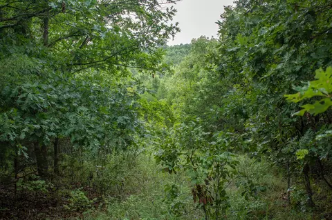 000 Highway 5, Squires, MO 65755 photo 28