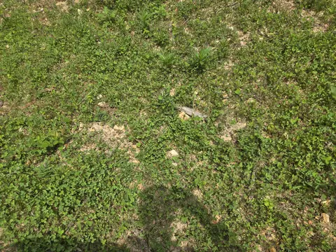000 76-126, Norwood, MO 65717 photo 22