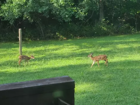 Other - 111 Bobcat Ct, Forsyth, MO 65653 photo 8 of 9