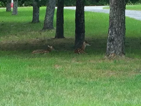 Other - 111 Bobcat Ct, Forsyth, MO 65653 photo 9 of 9