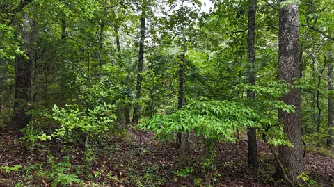 14058 County Road 416, Ava, MO 65608 photo 32