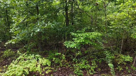 14058 County Road 416, Ava, MO 65608 photo 23