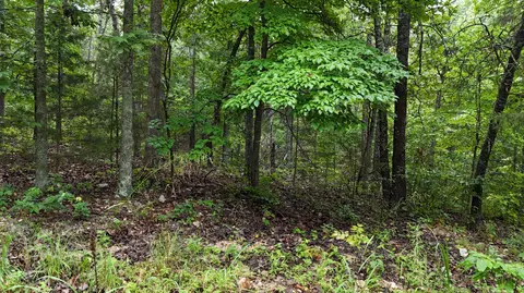 14058 County Road 416, Ava, MO 65608 photo 18