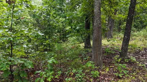 14058 County Road 416, Ava, MO 65608 photo 25