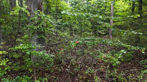 14058 County Road 416, Ava, MO 65608 photo 20