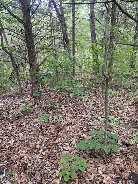 lot65 Gumbo Woods, Shell Knob, MO 65747 photo 3