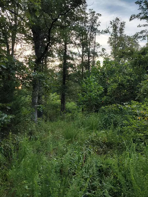 000 County Road 150, Preston, MO 65732 photo 5