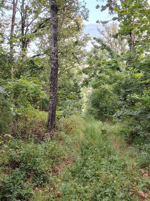 000 County Road 150, Preston, MO 65732 photo 7