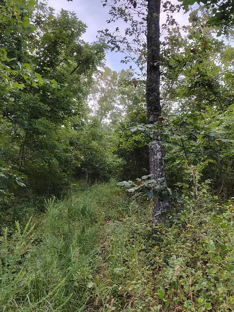 000 County Road 150, Preston, MO 65732 photo 6