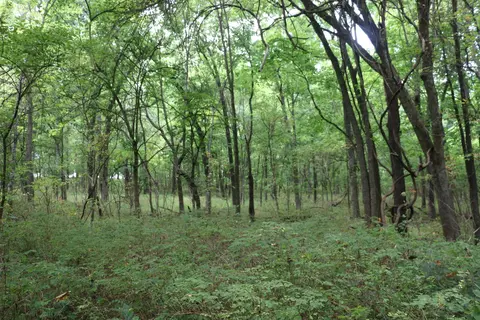 Tract 3 N Farm Road 53, Walnut Grove, MO 65770 photo 19