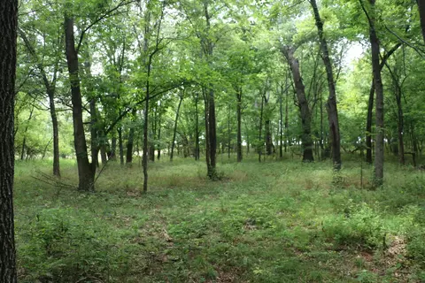 Tract 3 N Farm Road 53, Walnut Grove, MO 65770 photo 20
